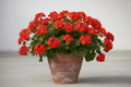Geramium Red