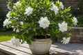 Ghandhraj ( Gardenia )