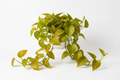 Golden Pothos