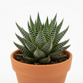 Haworthia