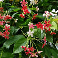 Combretum indicum ( Madhumalti)