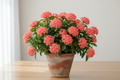 Ixora