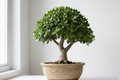 Jade Bonsai