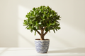 Jade plant.