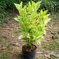 Kabutri plant