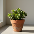 Kalanchoe tetraphylla