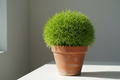 Kochia