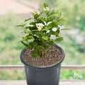 Arabian Jasmine ( Mogra )