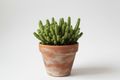 Lady finger cactus