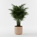 Lady Palm
