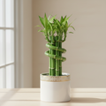 Lotus Bamboo special plant