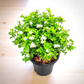 Madhukamini (Murraya paniculata)