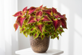 Coleus