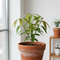 Mango Plant