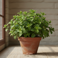 Mint/Pudina Plant