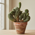 Monstrosa Opuntia Tuna Cactus