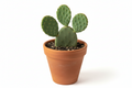 Nagfani Cactus