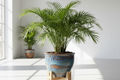 Palm Tree