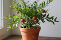 Pomegrante plant