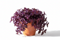 Purple heart Plant