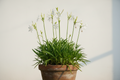 Rajnigandha ( Tuberose )