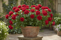 Rose Plant