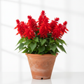 Red Silochia Plant