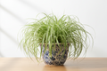 Ribbon grass
