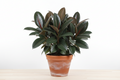 Rubber Plant