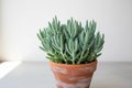 Senecio Vitalis