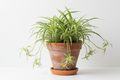 Spider Plant
