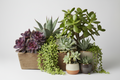 Succulent Mix