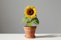 Sunflower Plant