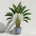 Traveller Palm