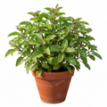 Tulsi Plant