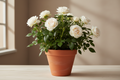 White Rose