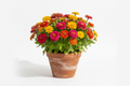 Zinnia Plant